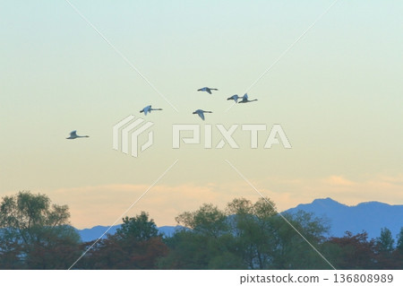 A flock of swans flying across the Agano sky at dawn A flock of swans flying across the Agano sky at dawn 136808989
