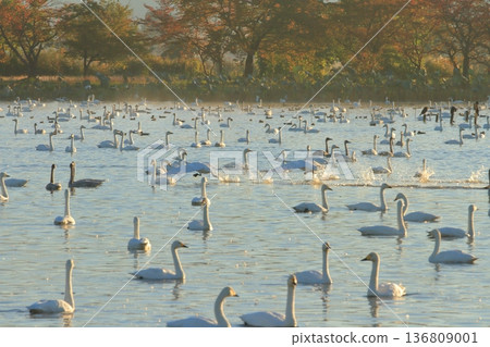 Swans running on the surface of Lake Hyoko in Agano Swans running on the surface of Lake Hyoko in Agano 136809001