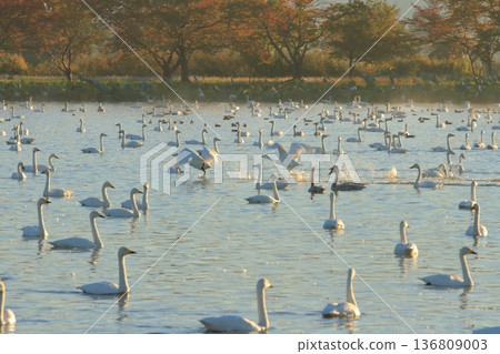 A swan takes off from Lake Hyoko in Agano, splashing water. A swan takes off from Lake Hyoko in Agano, splashing water. 136809003