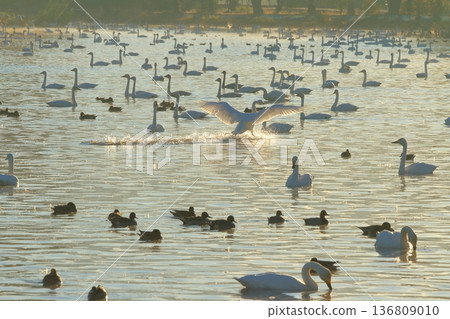 A swan splashes down on Lake Hyoko in Agano A swan splashes down on Lake Hyoko in Agano 136809010