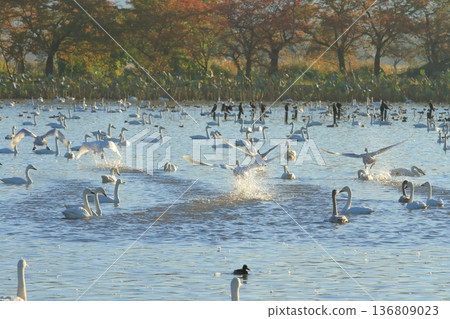 A flock of swans splashing around on the lake A flock of swans splashing around on the lake 136809023