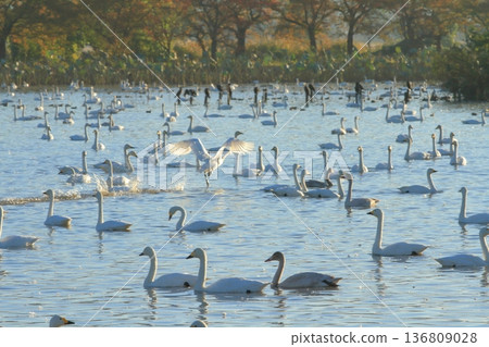 荷賀縣兵庫湖上,天鵝翱翔天際 荷賀縣兵庫湖上,天鵝翱翔天際 136809028