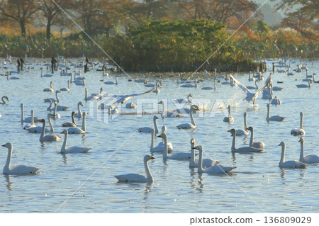 在阿賀野的兵庫湖，天鵝一接一隻地飛向遠方。 136809029