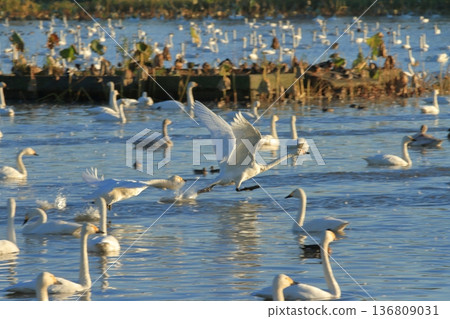 The moment when swans take off from Lake Hyoko in Agano The moment when swans take off from Lake Hyoko in Agano 136809031