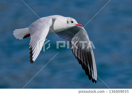 Ulysses flying over the sea Ulysses flying over the sea 136809035