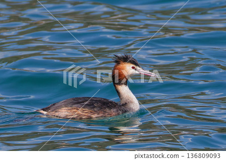 鳳頭䴙䴘在早春換上夏羽 136809093