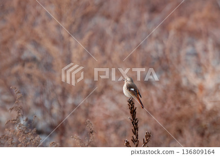 A pensive Daurian redstart perched on a dead branch A pensive Daurian redstart perched on a dead branch 136809164