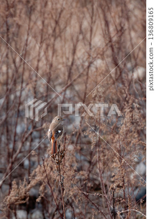 一隻美麗的達烏裡紅尾鴝(從後面看) 一隻美麗的達烏裡紅尾鴝(從後面看) 136809165