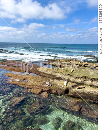 La Jolla, California, United States. Harbor seals rest on the sand at La Jolla Cove, San Diego La Jolla, California, United States. Harbor seals rest on the sand at La Jolla Cove, San Diego 136809190