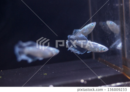 Colorful killifish swimming in a horizontal display case 136809233