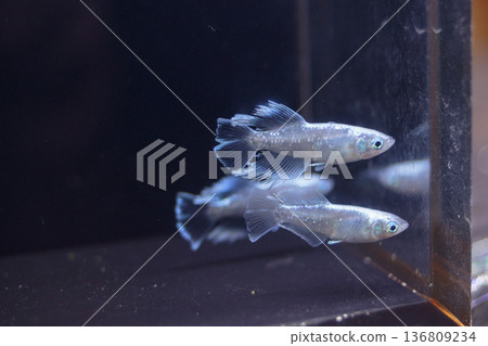 色彩繽紛的鱂魚在水平展示櫃中游動 色彩繽紛的鱂魚在水平展示櫃中游動 136809234