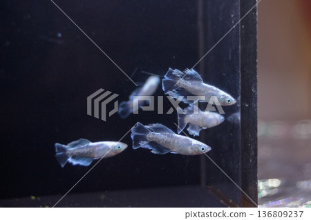 色彩繽紛的鱂魚在水平展示櫃中游動 136809237