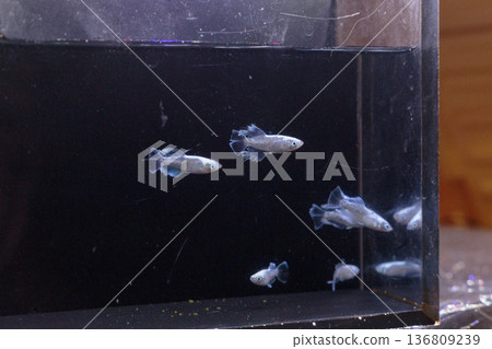 Colorful killifish swimming in a horizontal display case Colorful killifish swimming in a horizontal display case 136809239