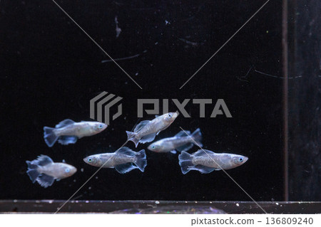 色彩繽紛的鱂魚在水平展示櫃中游動 136809240