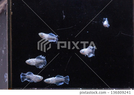 色彩繽紛的鱂魚在水平展示櫃中游動 色彩繽紛的鱂魚在水平展示櫃中游動 136809241