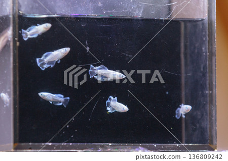 色彩繽紛的鱂魚在水平展示櫃中游動 136809242
