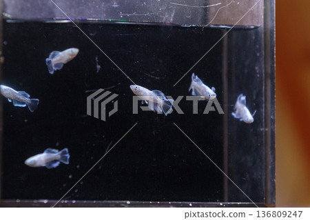 色彩繽紛的鱂魚在水平展示櫃中游動 色彩繽紛的鱂魚在水平展示櫃中游動 136809247