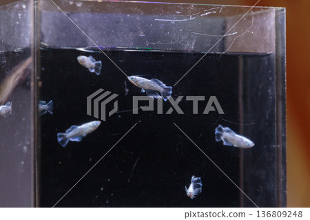 色彩繽紛的鱂魚在水平展示櫃中游動 136809248