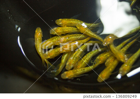 Colorful killifish swimming in a horizontal display case 136809249