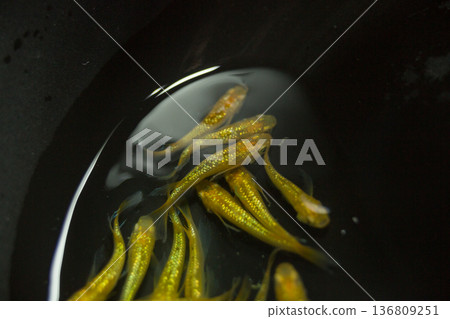 Colorful killifish swimming in a horizontal display case 136809251