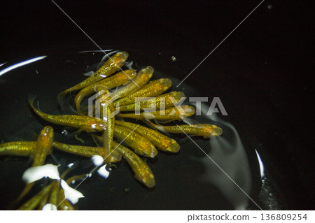 Colorful killifish swimming in a horizontal display case Colorful killifish swimming in a horizontal display case 136809254