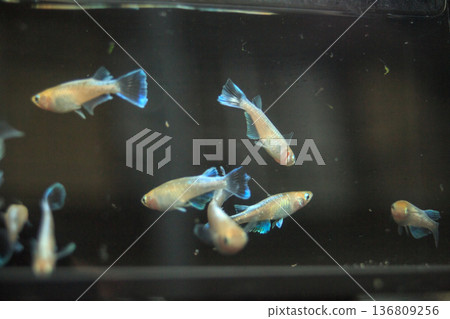 Colorful killifish swimming in a horizontal display case Colorful killifish swimming in a horizontal display case 136809256
