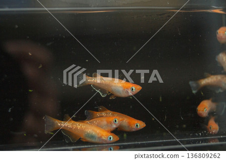 色彩繽紛的鱂魚在水平展示櫃中游動 136809262