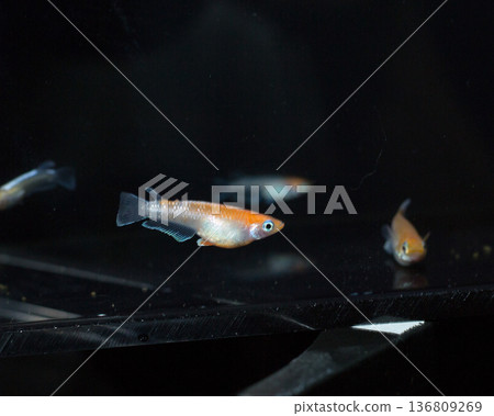 Colorful killifish swimming in a horizontal display case Colorful killifish swimming in a horizontal display case 136809269