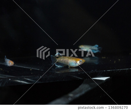 Colorful killifish swimming in a horizontal display case Colorful killifish swimming in a horizontal display case 136809270
