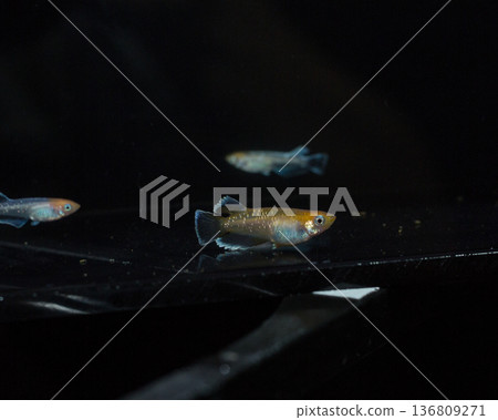 Colorful killifish swimming in a horizontal display case 136809271
