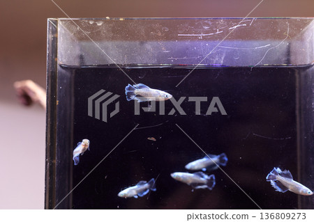 色彩繽紛的鱂魚在水平展示櫃中游動 136809273