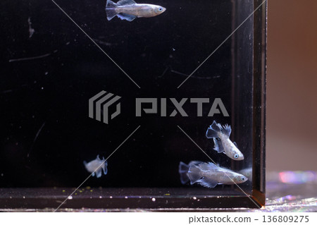 色彩繽紛的鱂魚在水平展示櫃中游動 色彩繽紛的鱂魚在水平展示櫃中游動 136809275