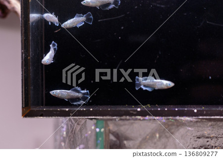 色彩繽紛的鱂魚在水平展示櫃中游動 136809277