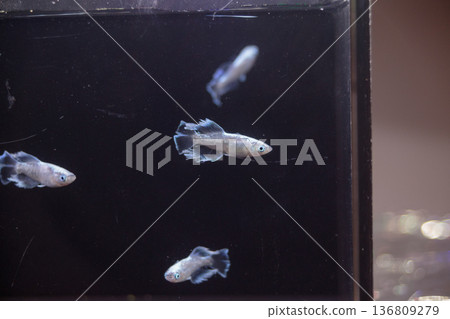 Colorful killifish swimming in a horizontal display case Colorful killifish swimming in a horizontal display case 136809279