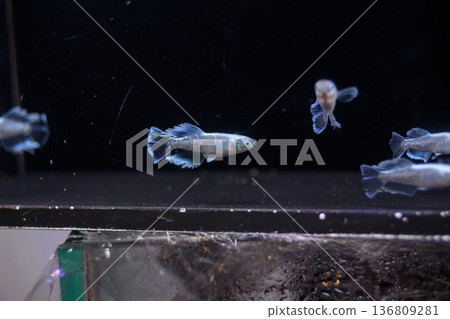色彩繽紛的鱂魚在水平展示櫃中游動 136809281