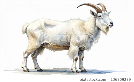 Watercolor illustration of a mountain goat standing on a cliff. A hand-drawn vector illustration of a wild animal in the mountainous region, with a powerful and elegant look. 136809289