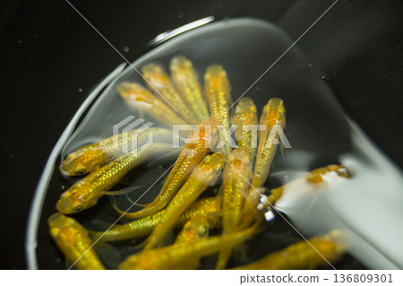 Colorful killifish swimming in a horizontal display case 136809301
