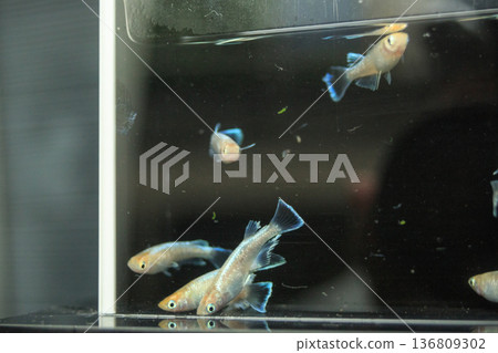 色彩繽紛的鱂魚在水平展示櫃中游動 136809302