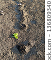 A field with traces of mole digging and sprouting vegetable sprouts 136809340