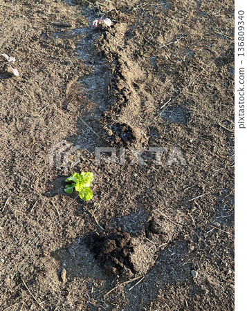 A field with traces of mole digging and sprouting vegetable sprouts A field with traces of mole digging and sprouting vegetable sprouts 136809340