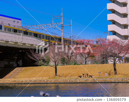 Sobu Line crossing the old Nakagawa Bridge and rows of cherry blossom trees 136809379