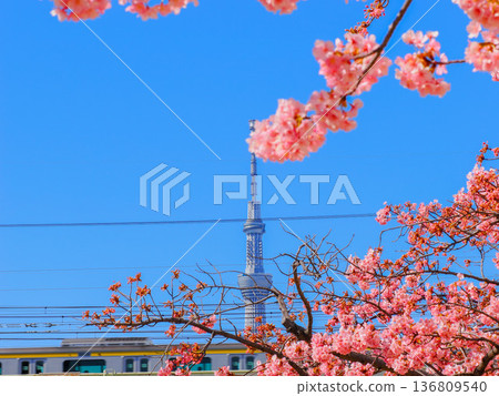 天空樹和櫻桃樹 天空樹和櫻桃樹 136809540