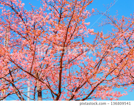 Kawazu櫻花在藍天 Kawazu櫻花在藍天 136809541