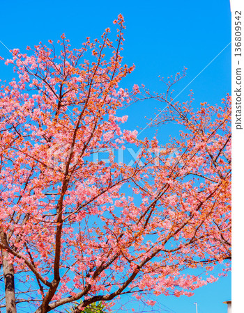 Kawazu櫻花在藍天 Kawazu櫻花在藍天 136809542