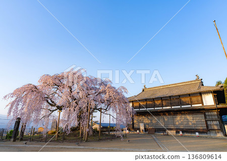 [Cherry blossom material] Stage cherry blossoms in Omi Village bathed in the morning sun [Nagano Prefecture] 136809614