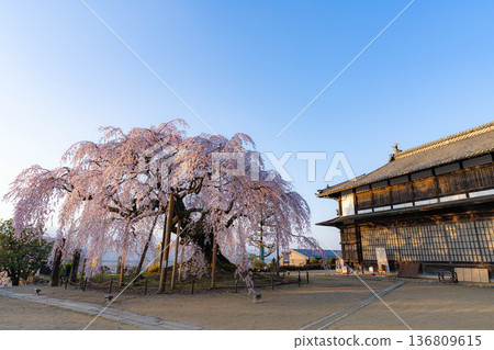 [Cherry blossom material] Stage cherry blossoms in Omi Village bathed in the morning sun [Nagano Prefecture] 136809615