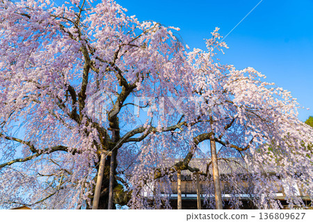 [櫻花素材]沐浴在朝陽中的近江村櫻花舞台[長野縣] 136809627