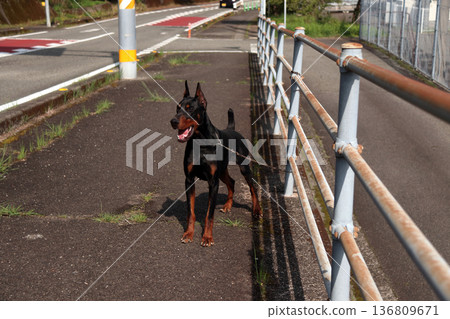 杜賓犬，杜賓犬 136809671