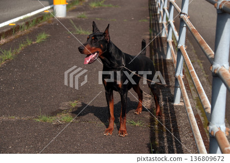 杜賓犬，杜賓犬 136809672