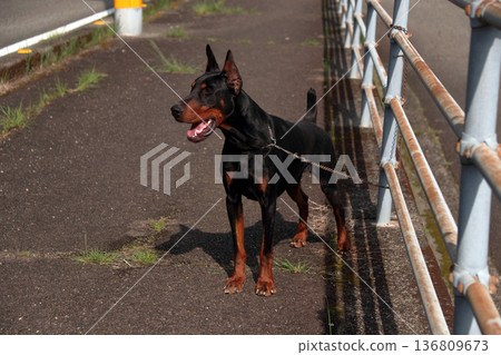 杜賓犬，杜賓犬 136809673